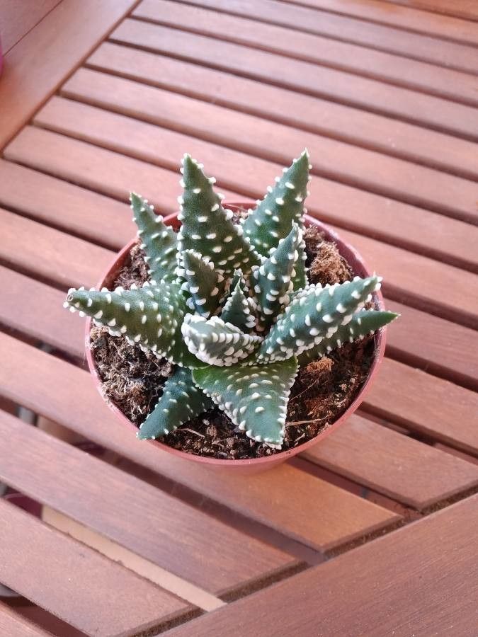 Haworthia pumila leaf