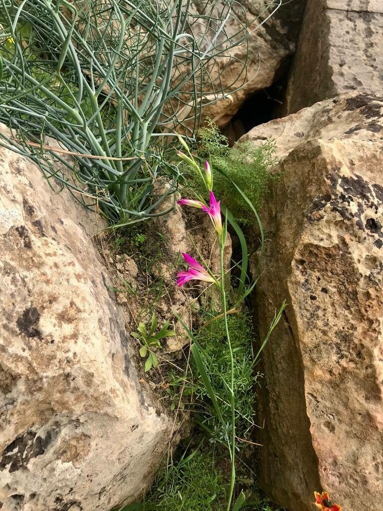 Gladiolus persicus habit