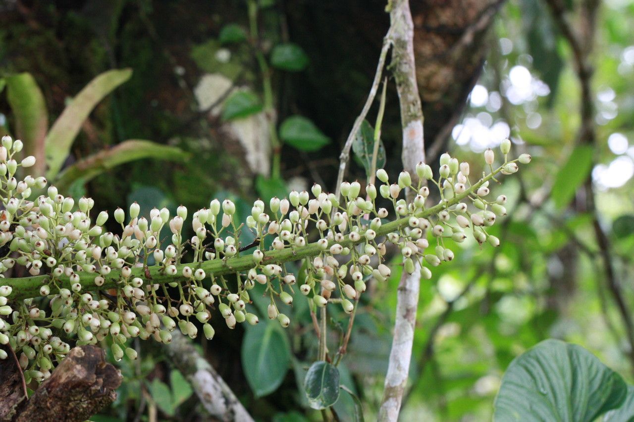 Aechmea mexicana fruit
