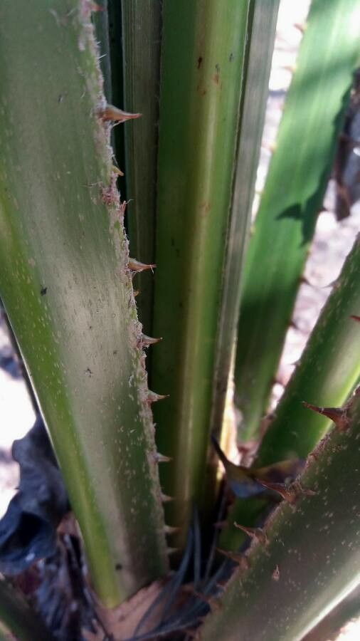 Livistona speciosa bark