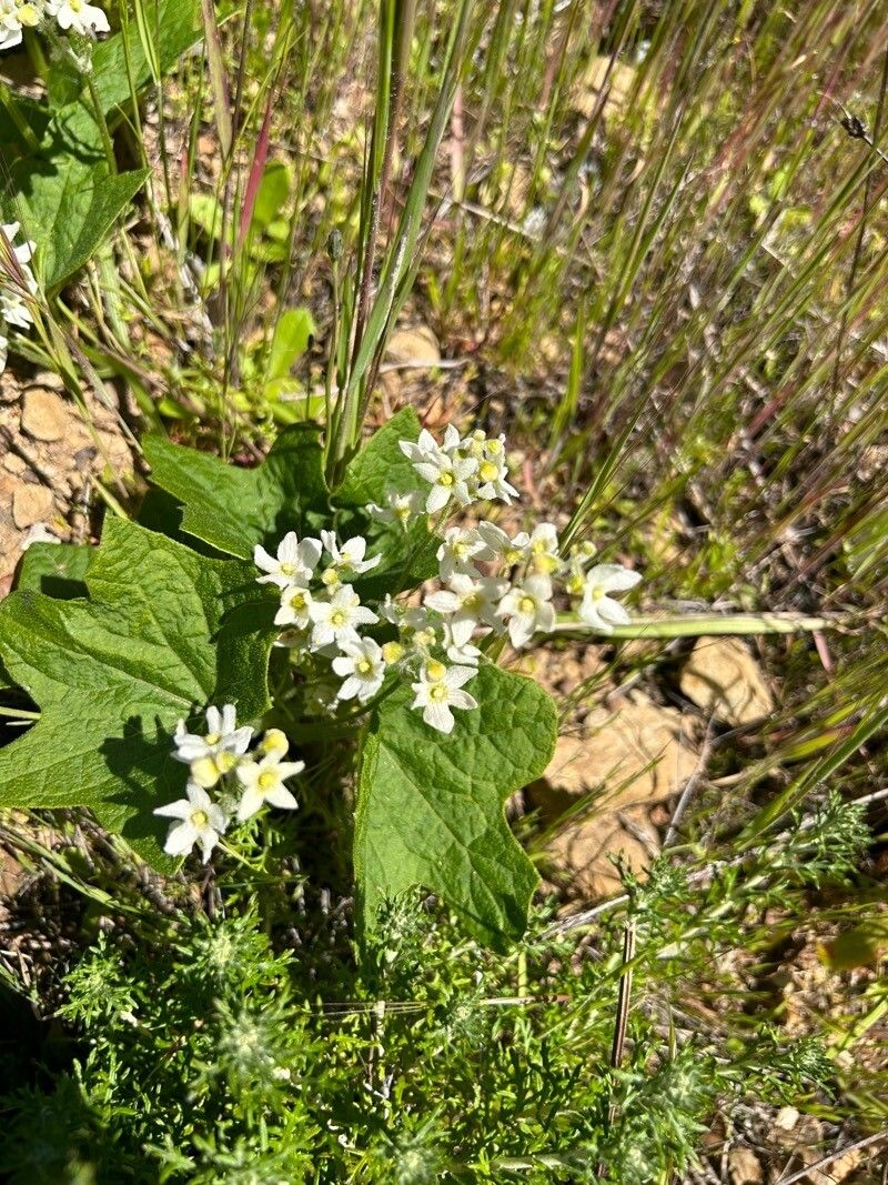 Marah oregana flower