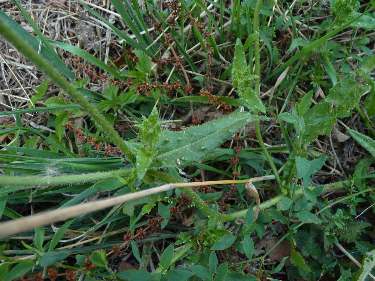 Picris echioides — search result for 'Helminthotheca'