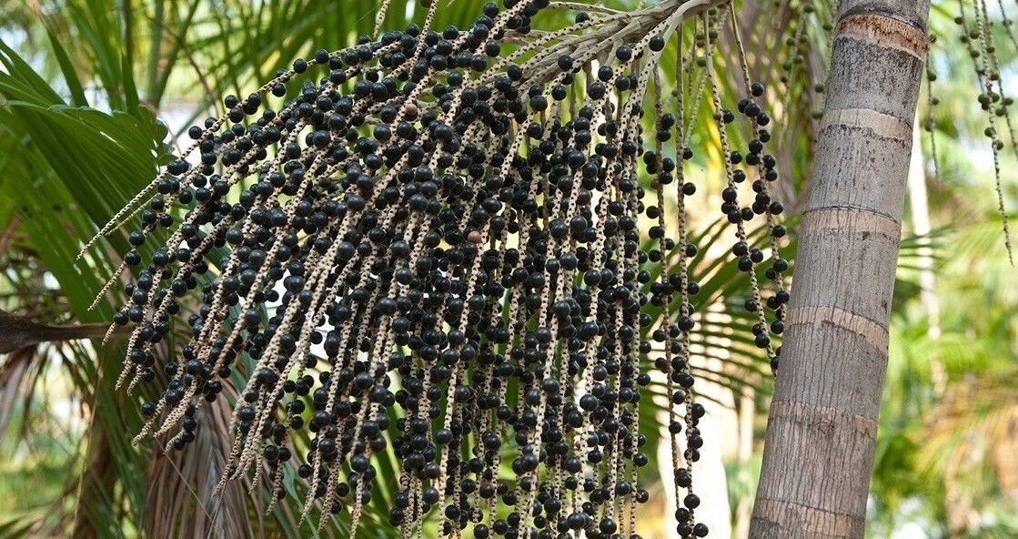 Euterpe oleracea fruit