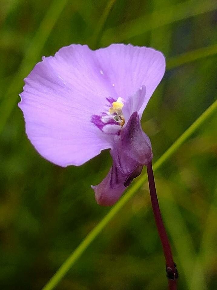 Utricularia uniflora flower