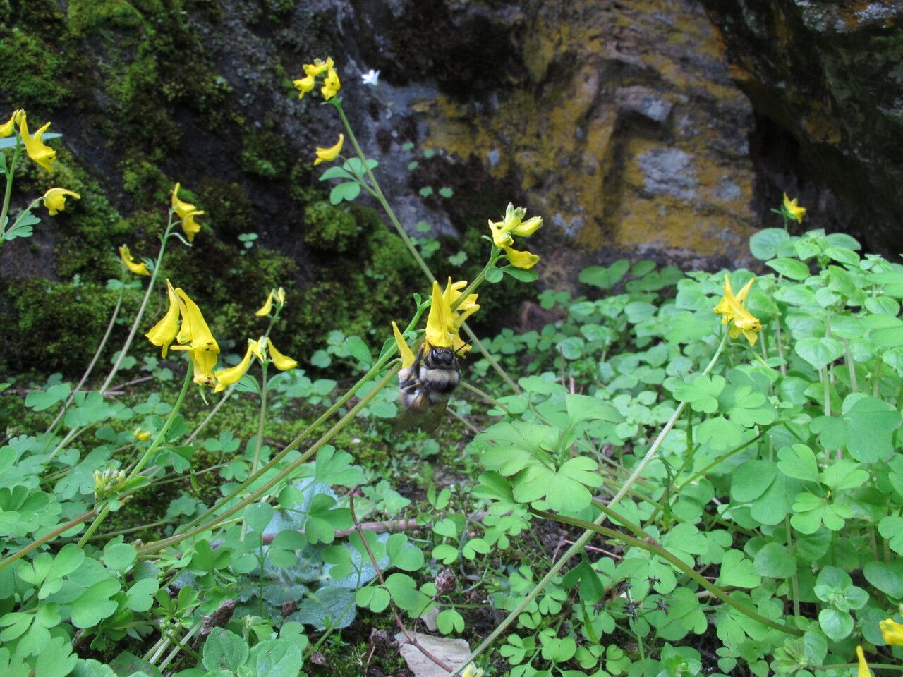Corydalis pseudolongipes — houseplant care guide
