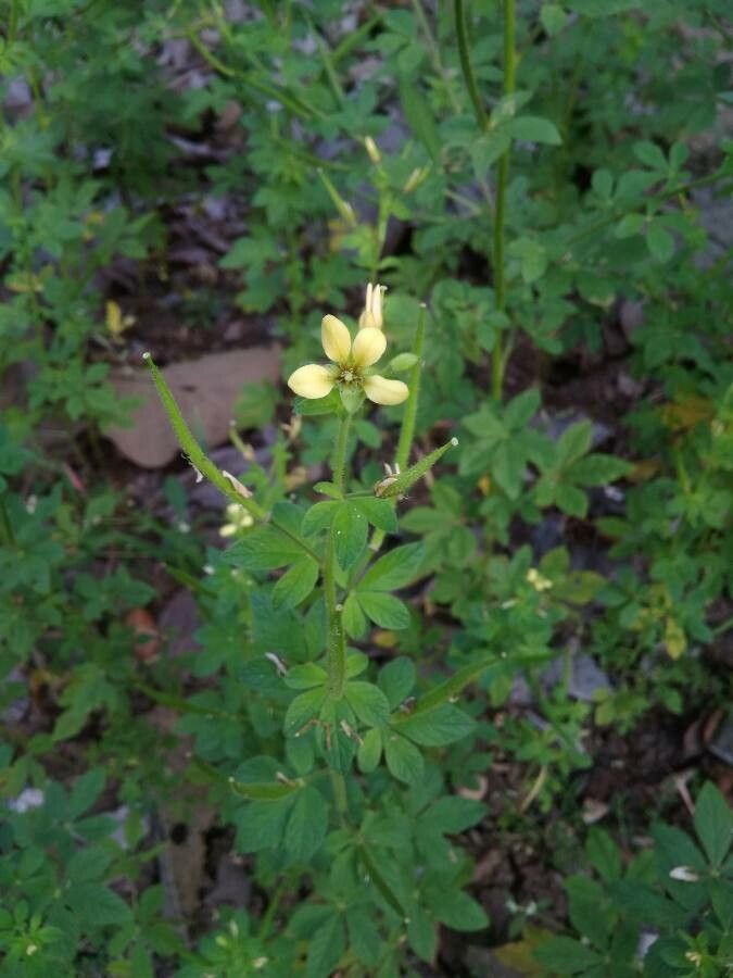 Cleome viscosa flower