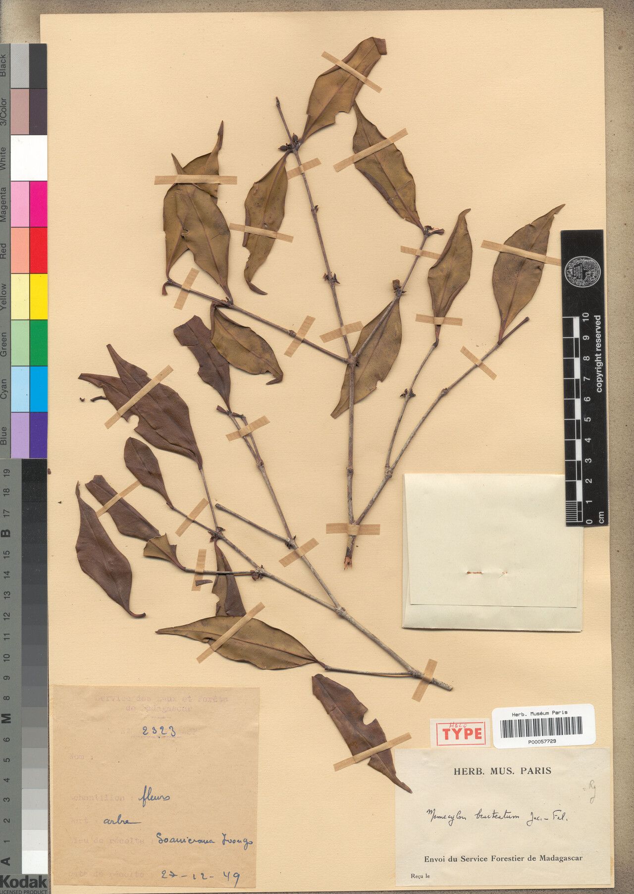 Memecylon bracteatum — houseplant care guide