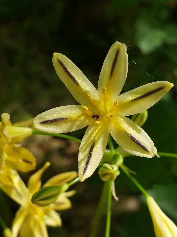 Triteleia hendersonii flower