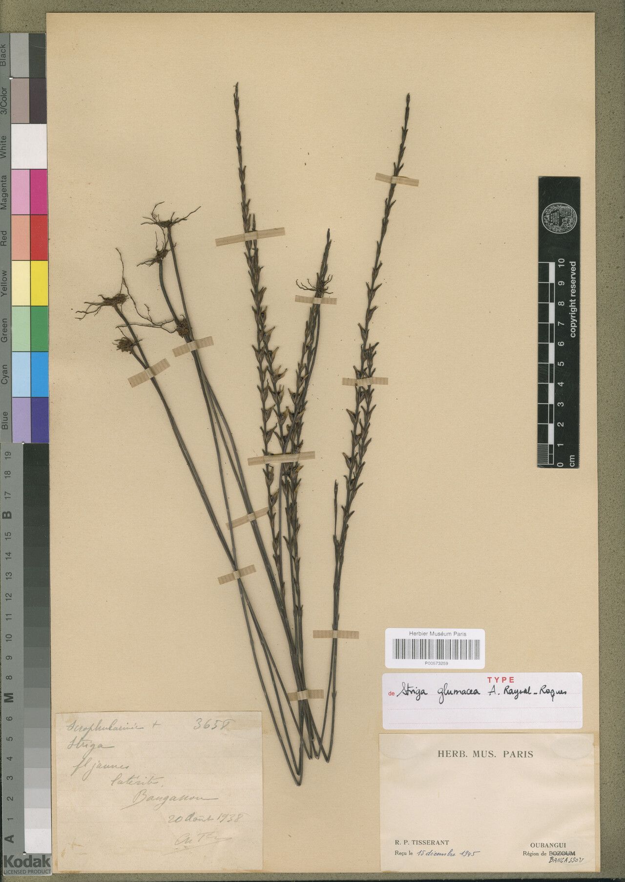 Striga glumacea — houseplant care guide