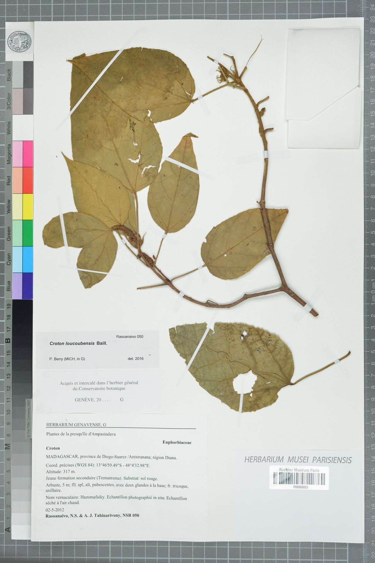 Croton loucoubensis — houseplant care guide
