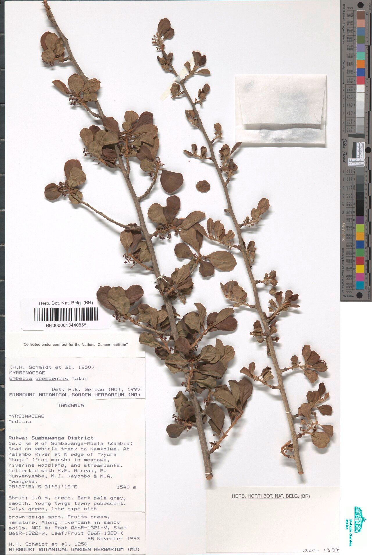 Embelia upembensis — houseplant care guide