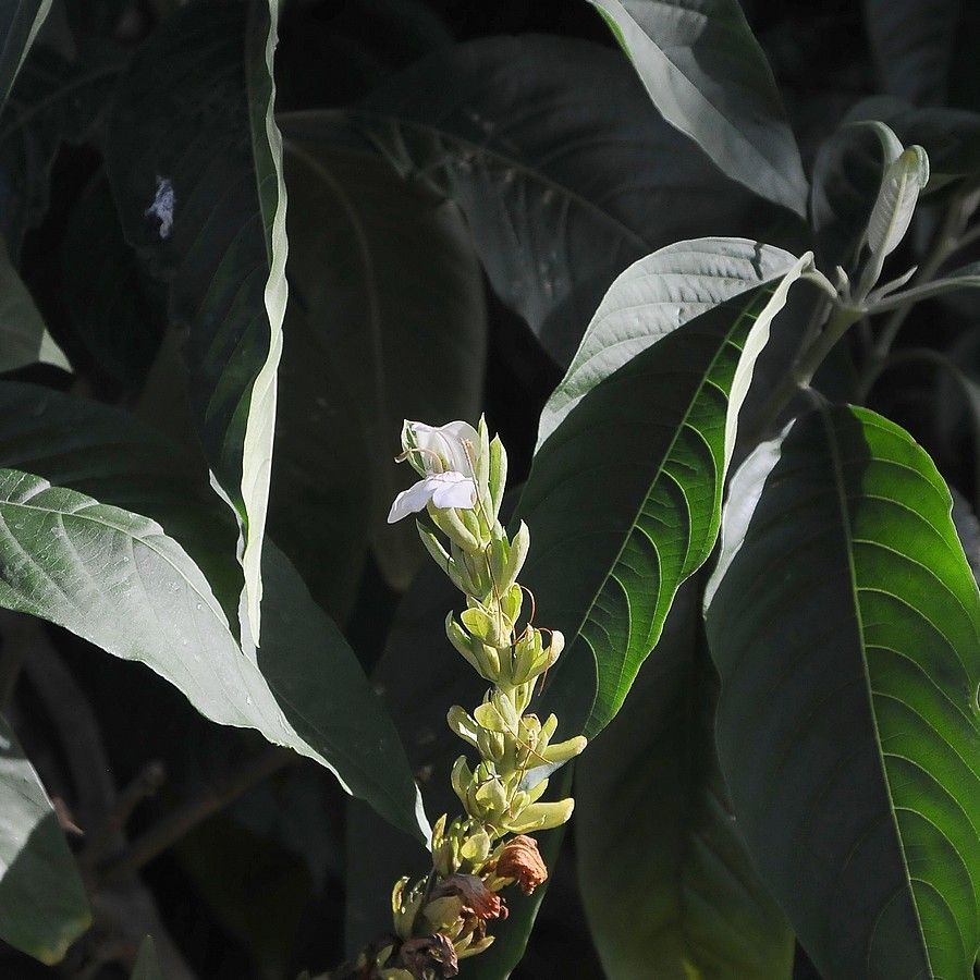 Justicia adhatoda bark