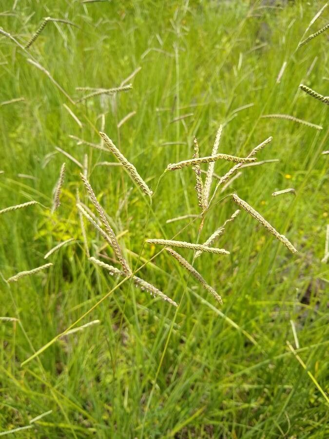 Paspalum plicatulum flower