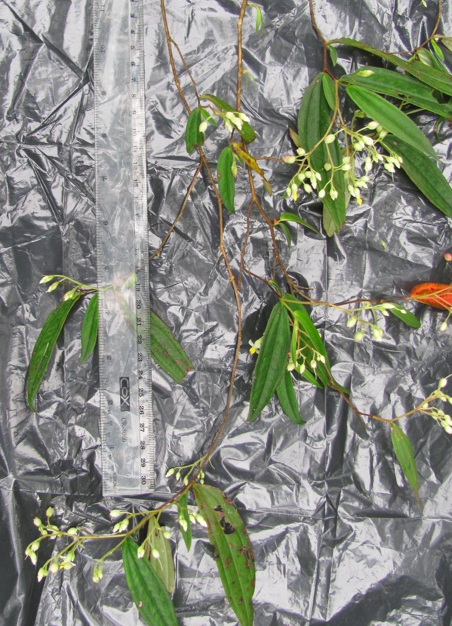 Centradenia paradoxa bark