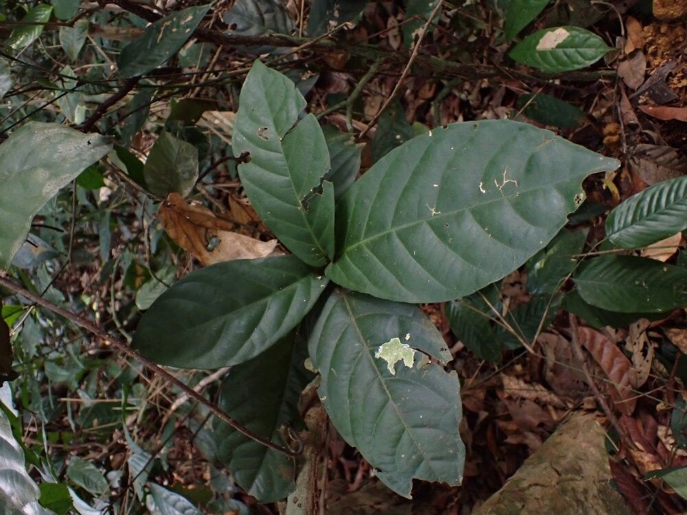 Rinorea ledermannii — houseplant care guide