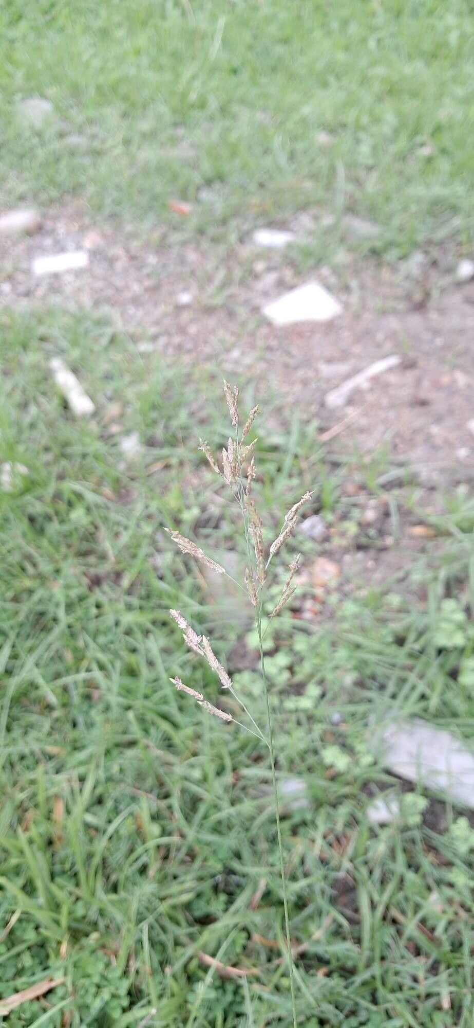 Eragrostis gangetica — search result for 'Eragrostis'