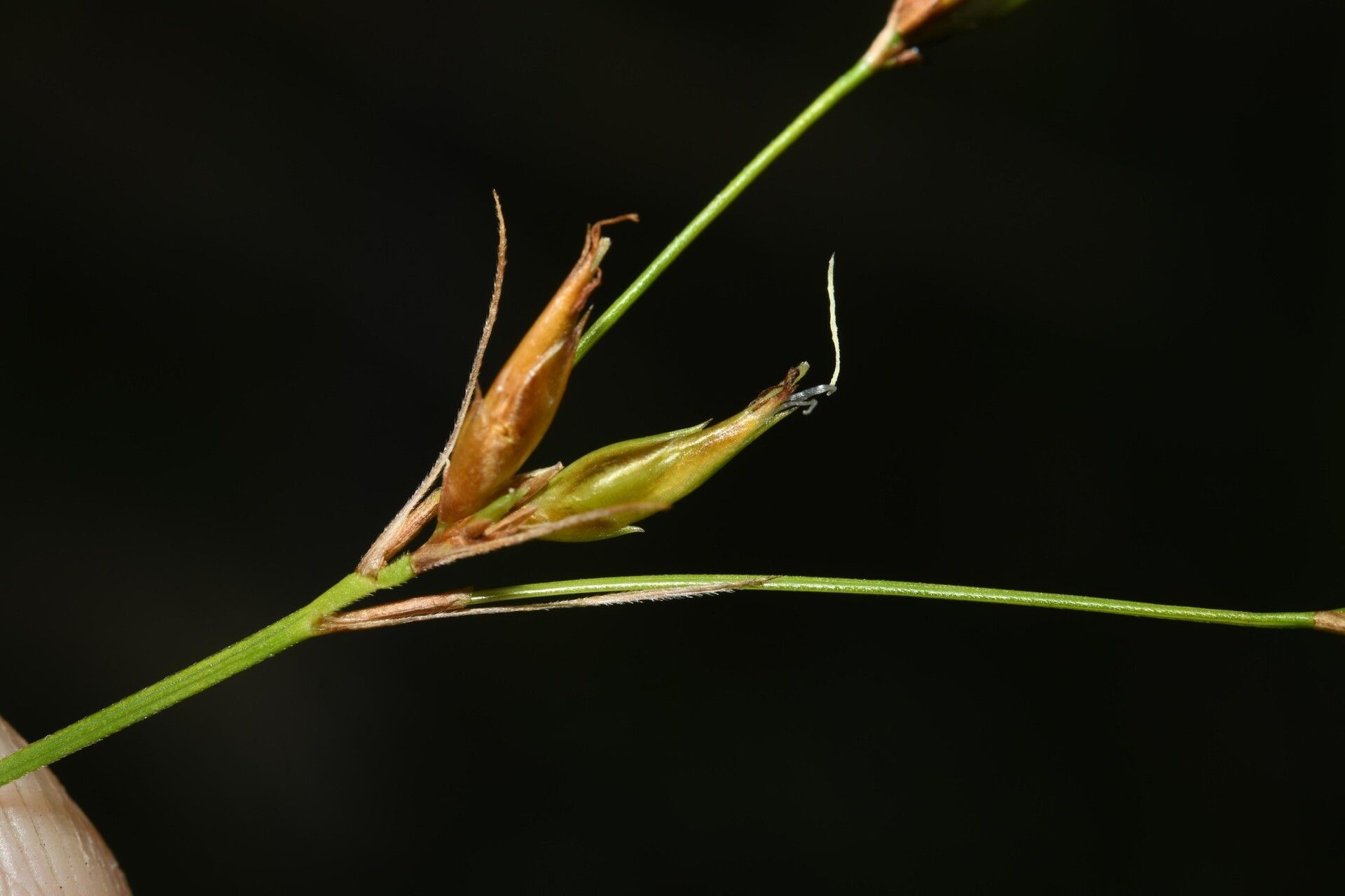 Rhynchospora triflora fruit