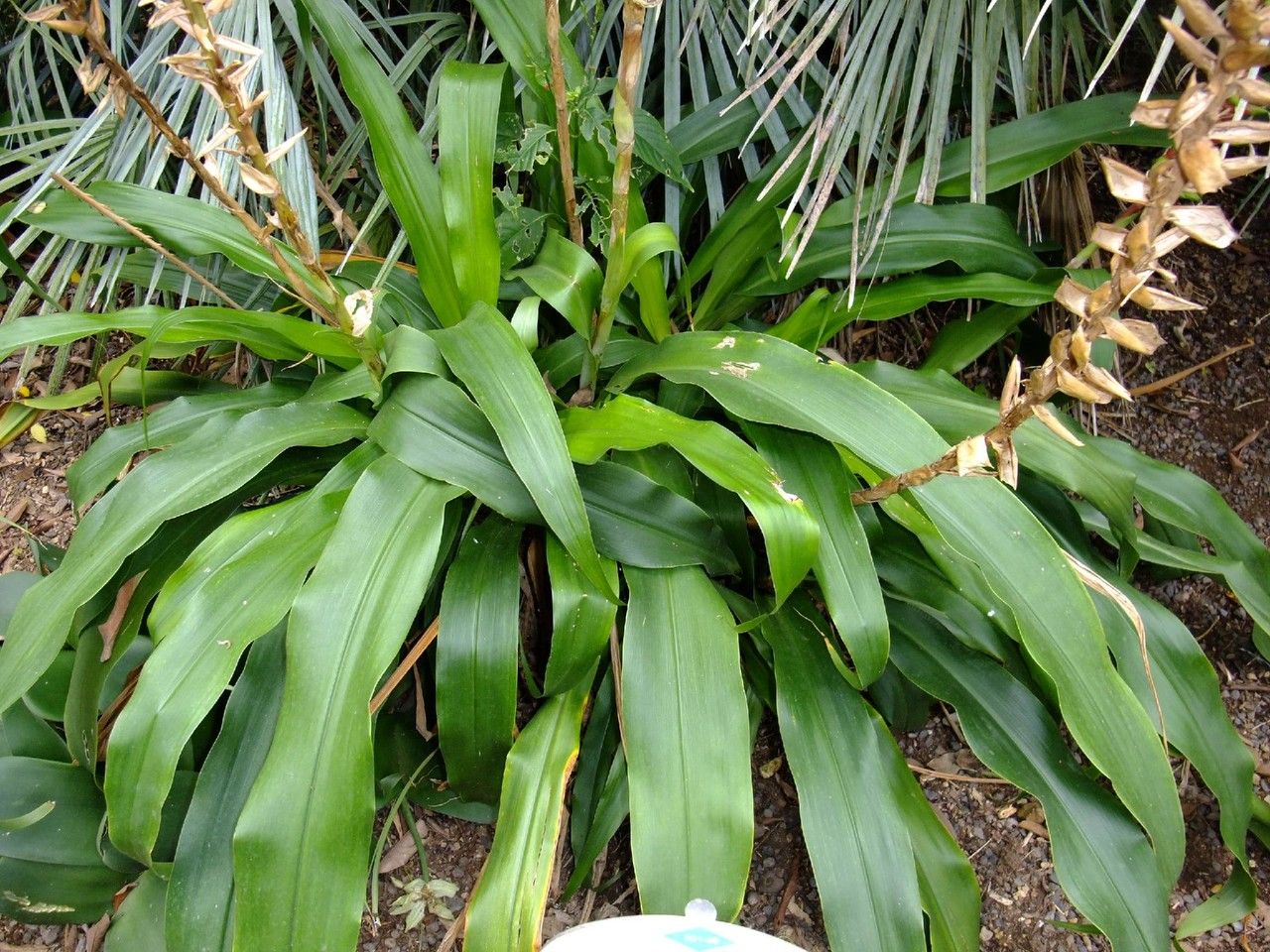 Pitcairnia maidifolia habit