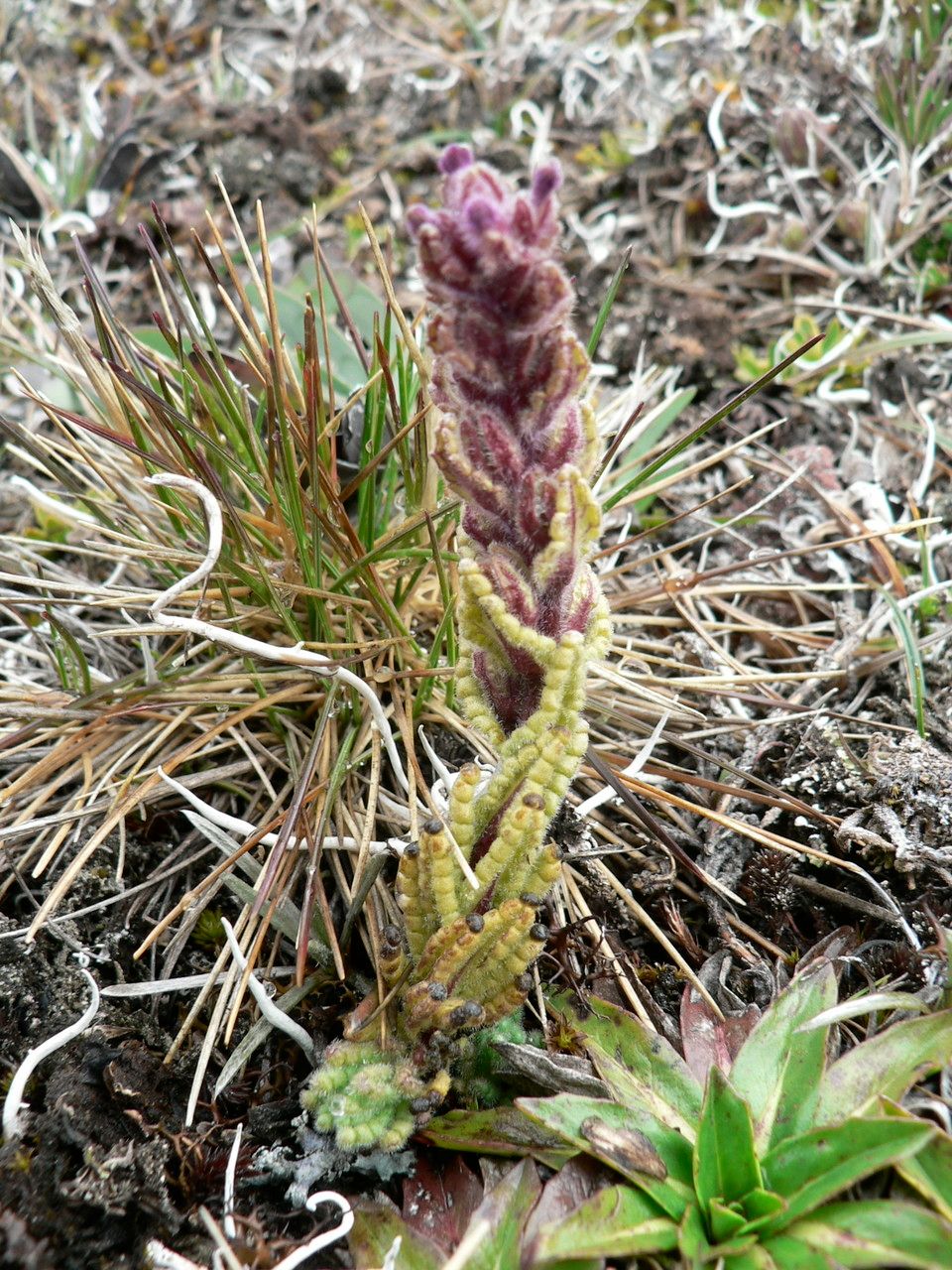 Bartsia stricta habit