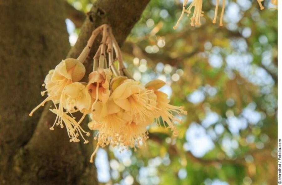 Durio zibethinus flower