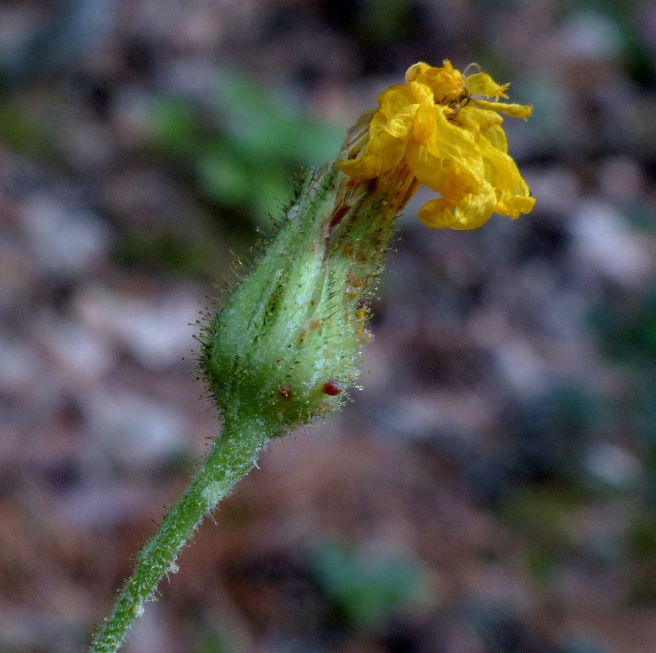 Hieracium lactucifolium flower