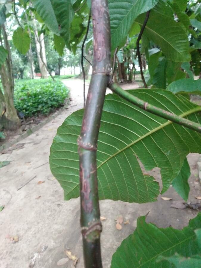 Triplaris weigeltiana bark