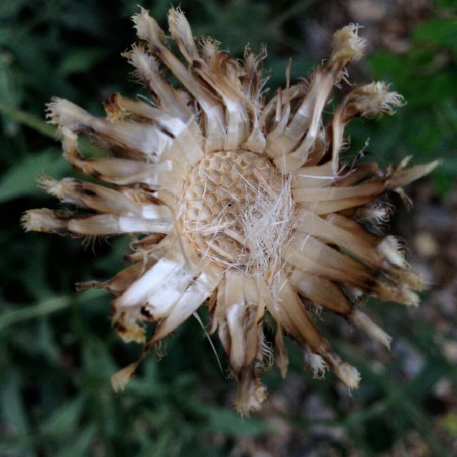 Centaurea scabiosa fruit