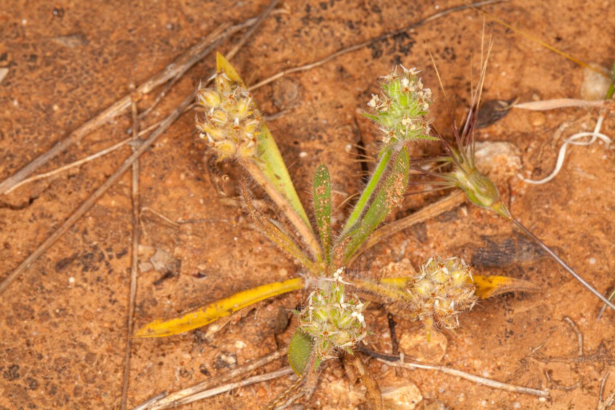 Plantago bellardii — search result for 'Plantago'