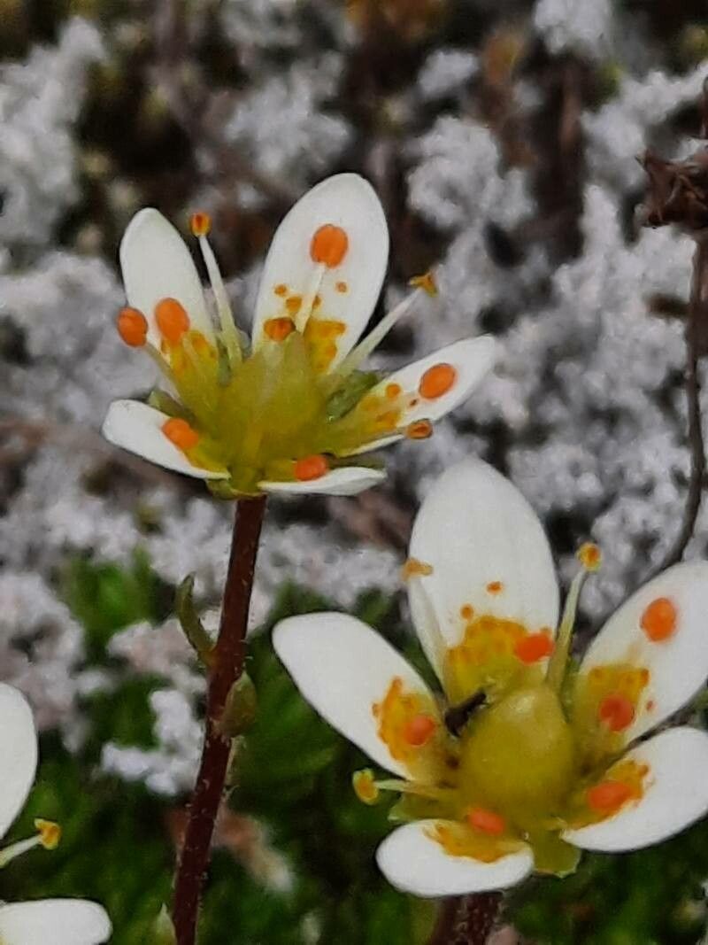 Saxifraga bryoides flower