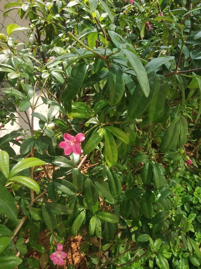 Ravenia spectabilis — houseplant care guide