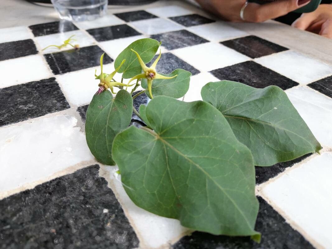 Oxypetalum banksii — related species from the same genus