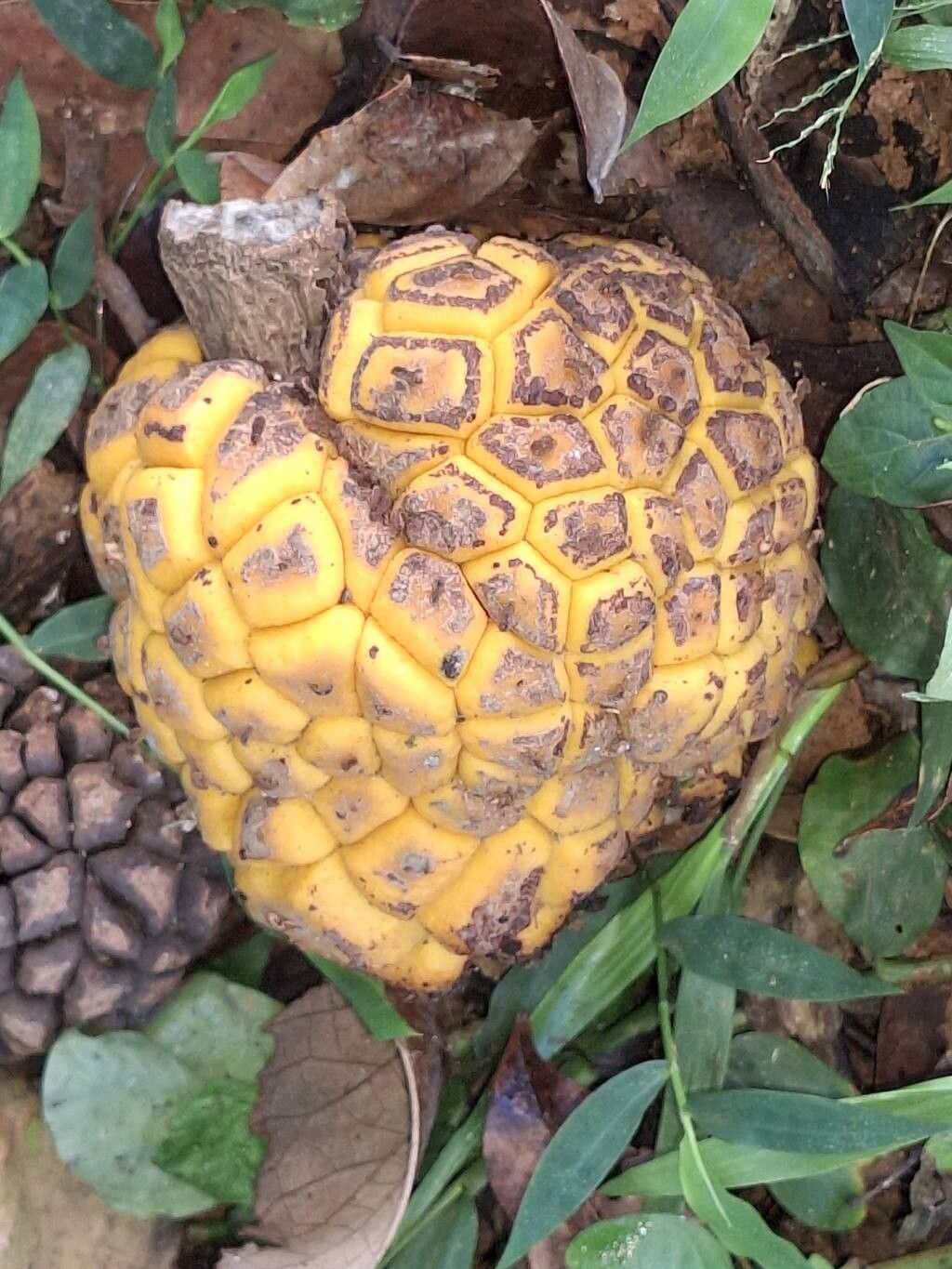 Myrianthus holstii fruit