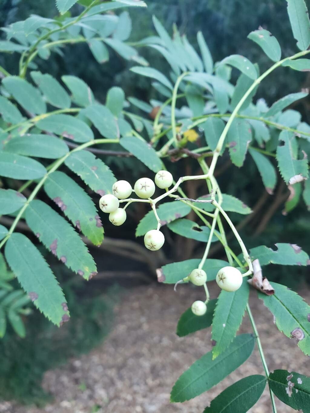 Sorbus hupehensis fruit