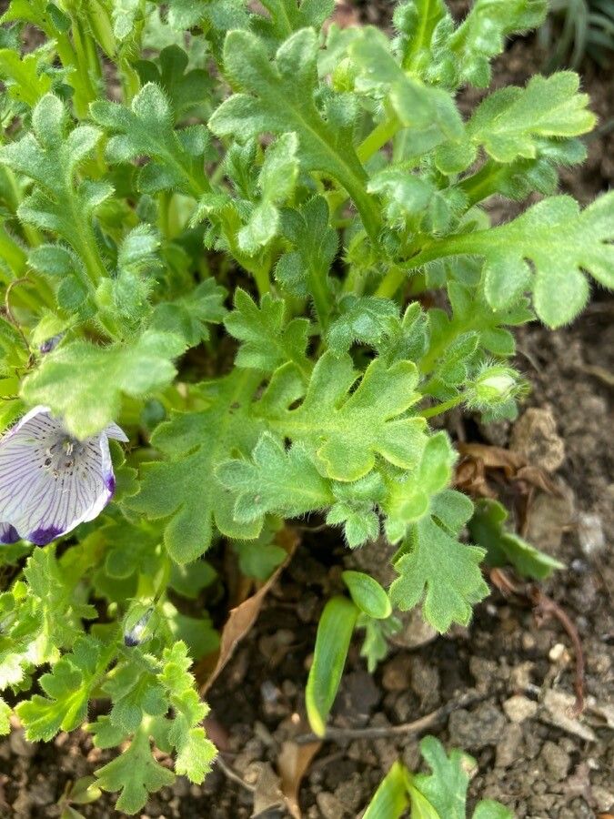 Nemophila maculata — related species from the same genus