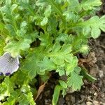 Nemophila maculata