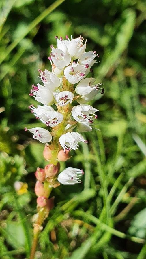 Bistorta vivipara flower