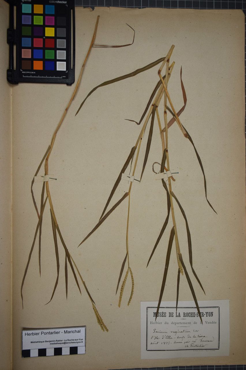 Paspalum vaginatum other