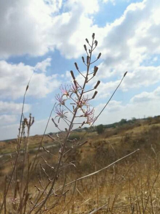 Drimia purpurascens flower