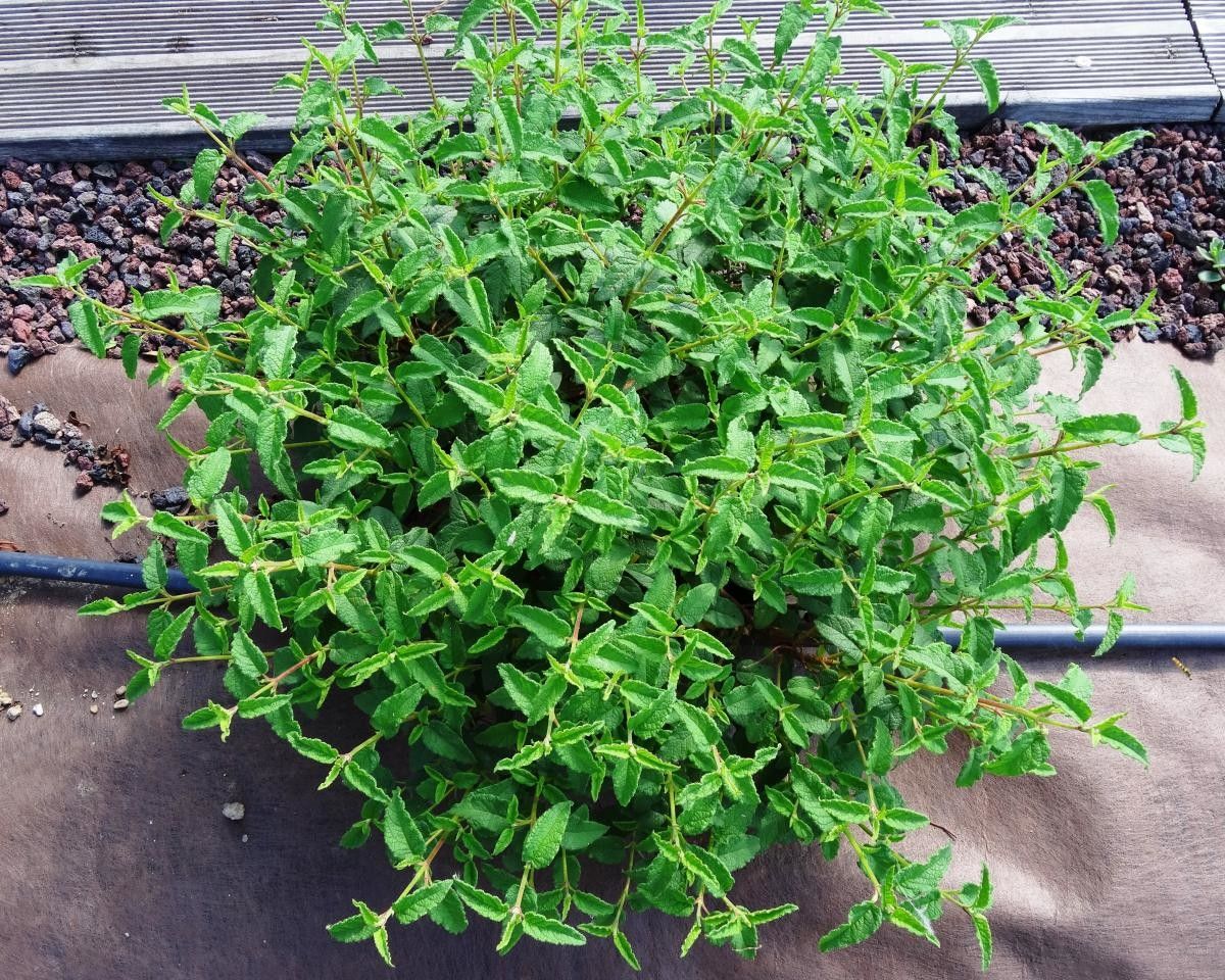 Cistus x hybridus leaf