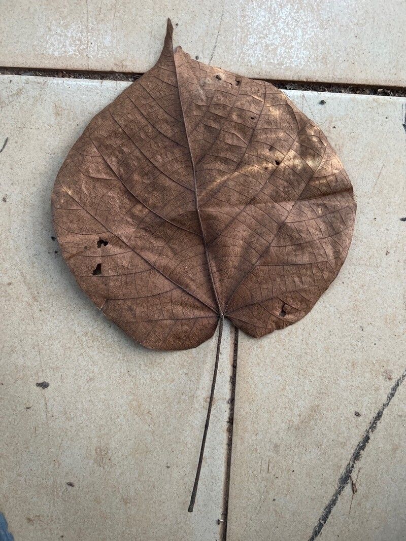 Christiana africana — related species from the same genus