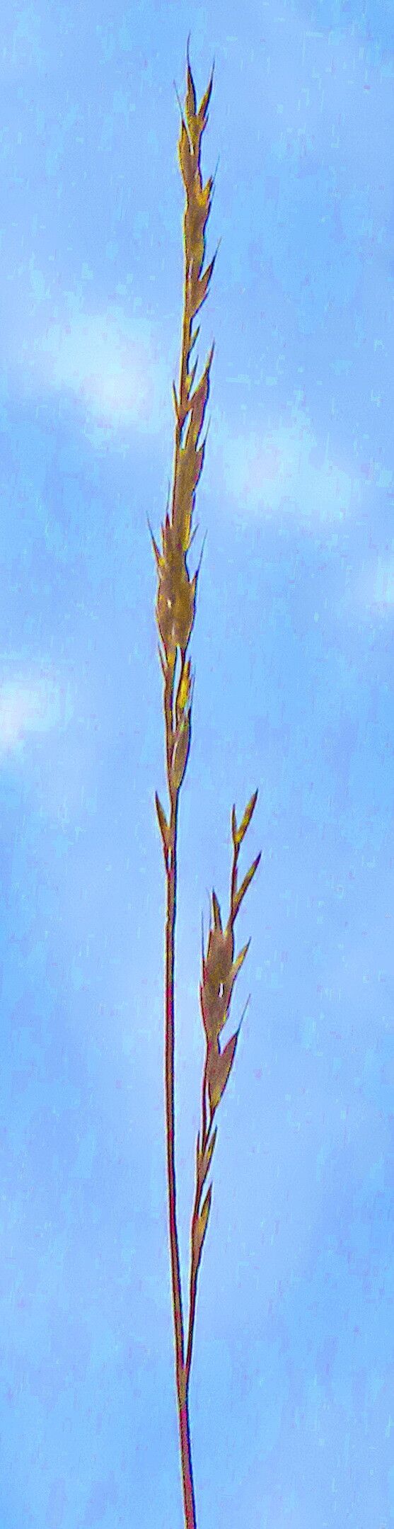 Festuca heteropachys flower