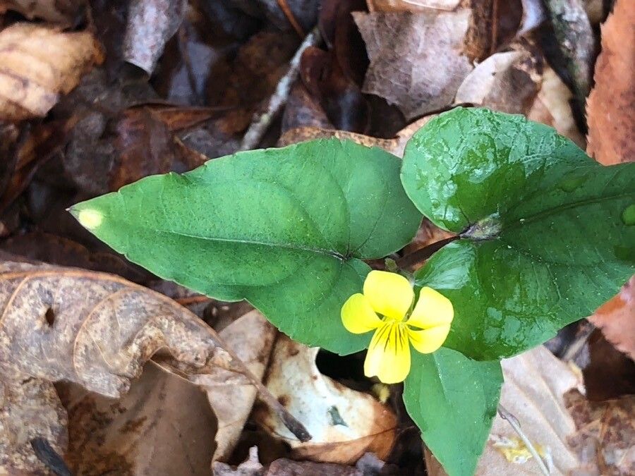 Viola hastata flower