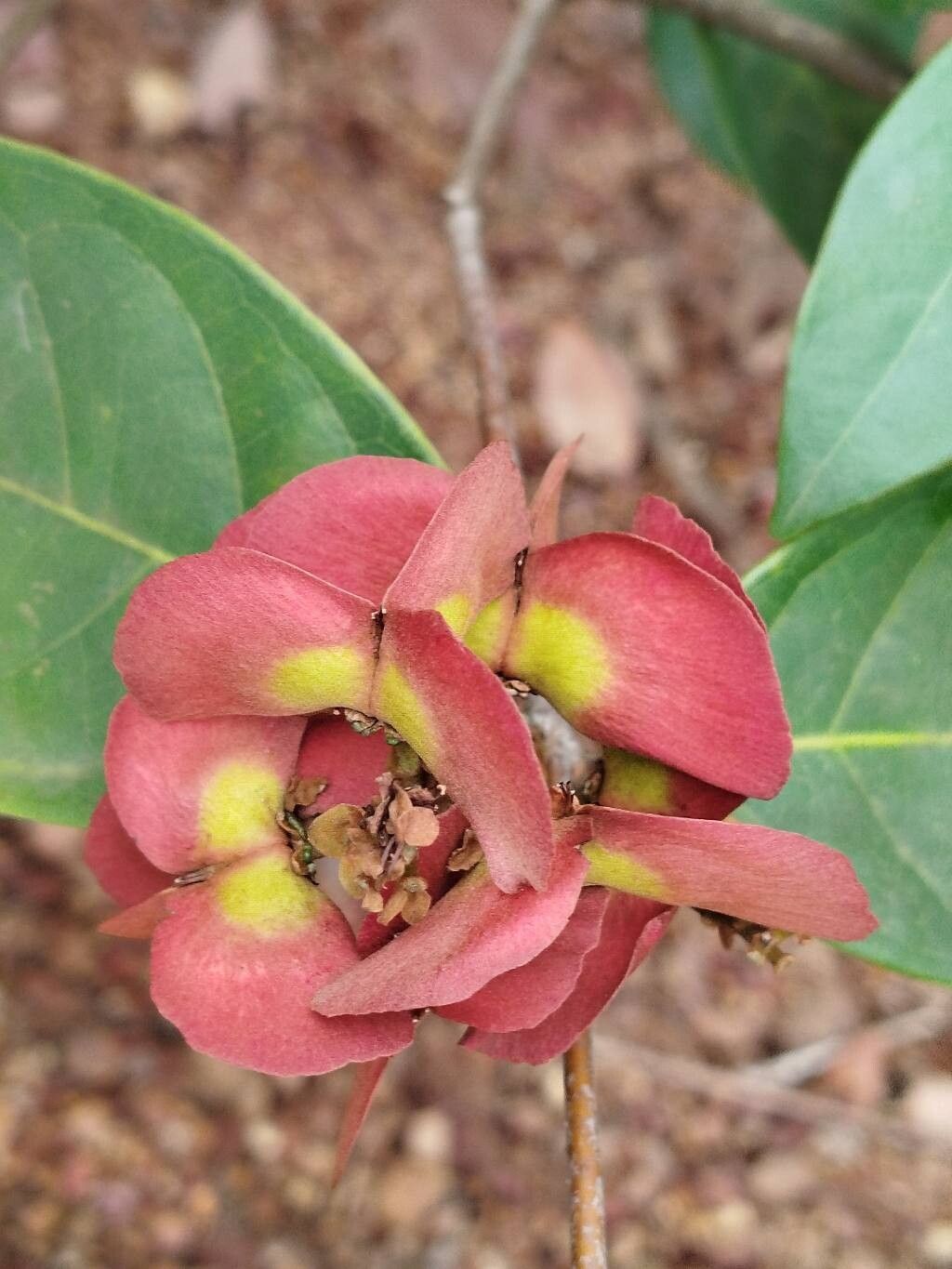 Heteropterys leona fruit