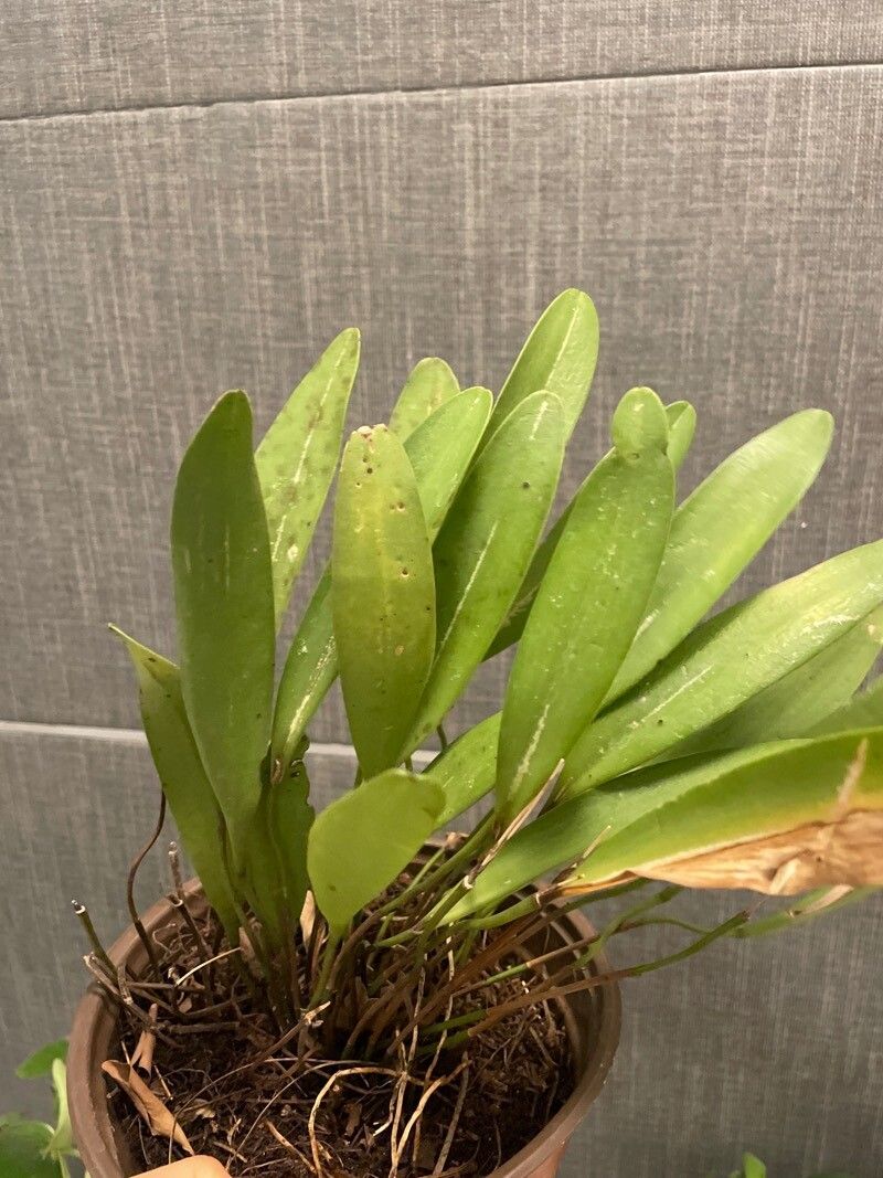 Stelis papaquerensis — houseplant care guide