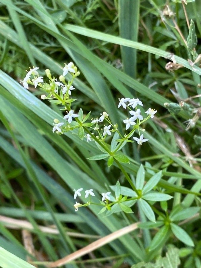Galium mollugo flower