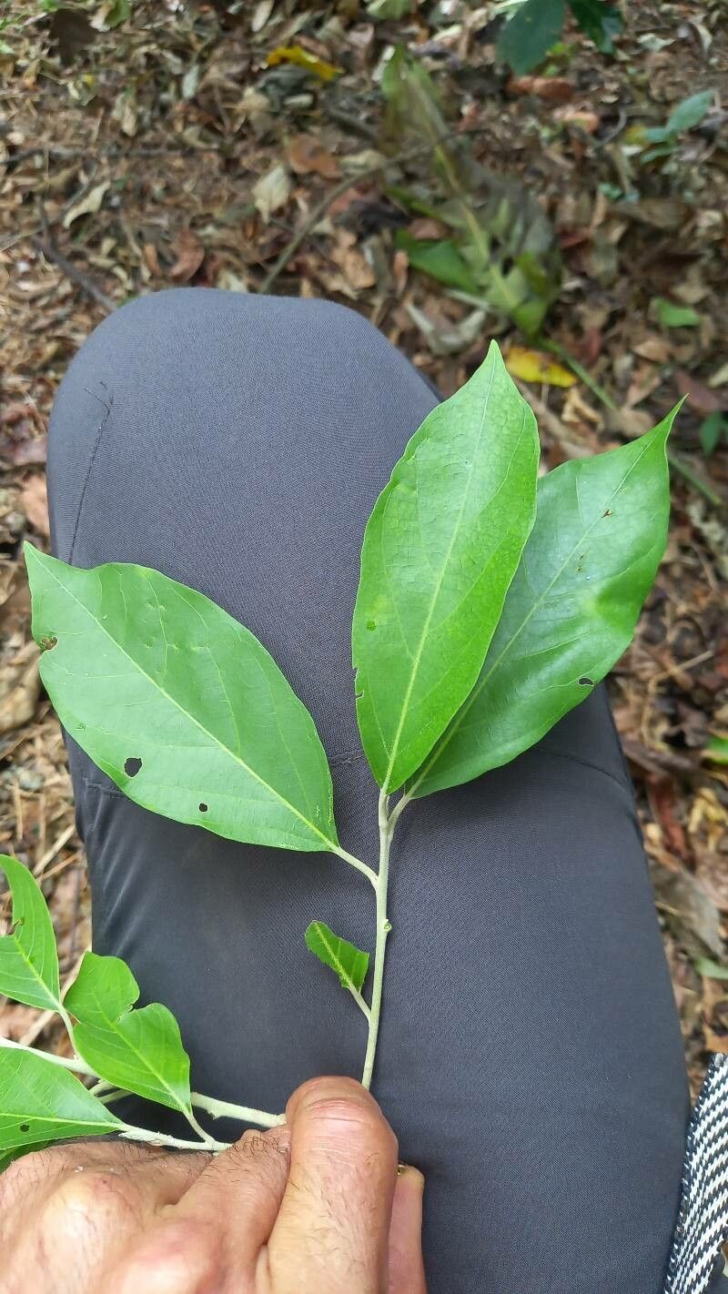Styrax argenteus — related species from the same genus