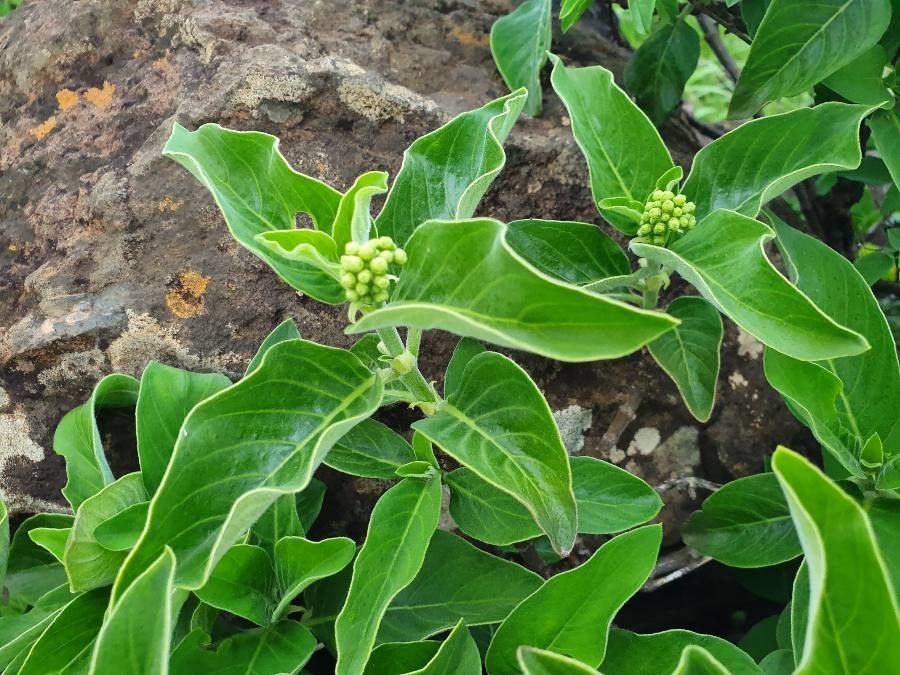 Pavetta gardeniifolia flower