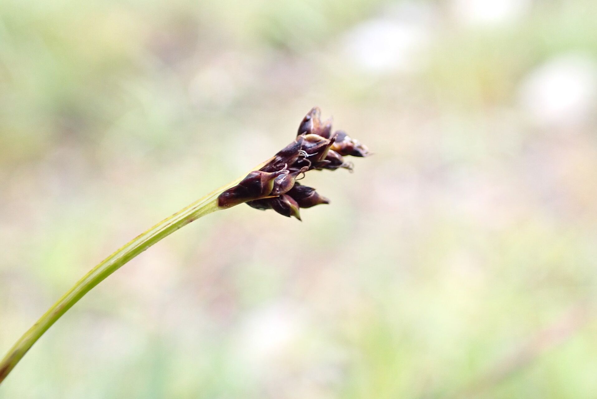 Carex gracilenta fruit