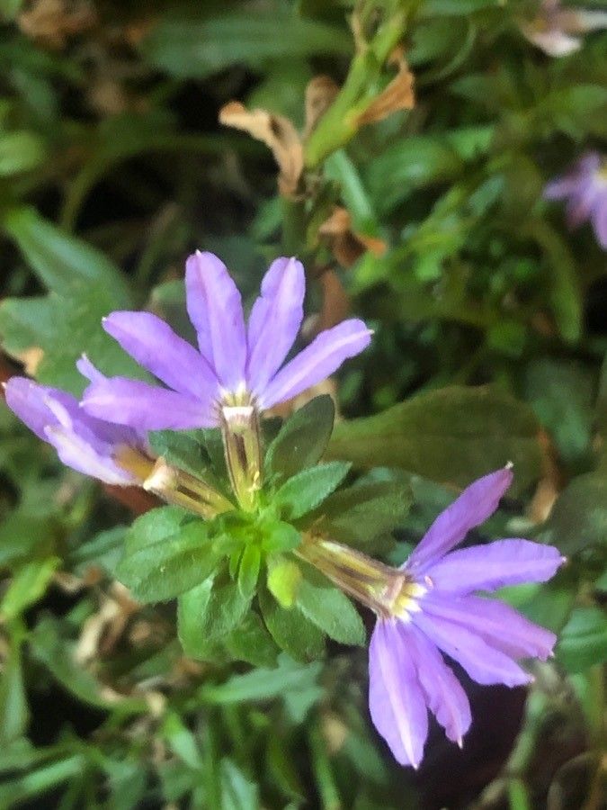 Scaevola aemula flower