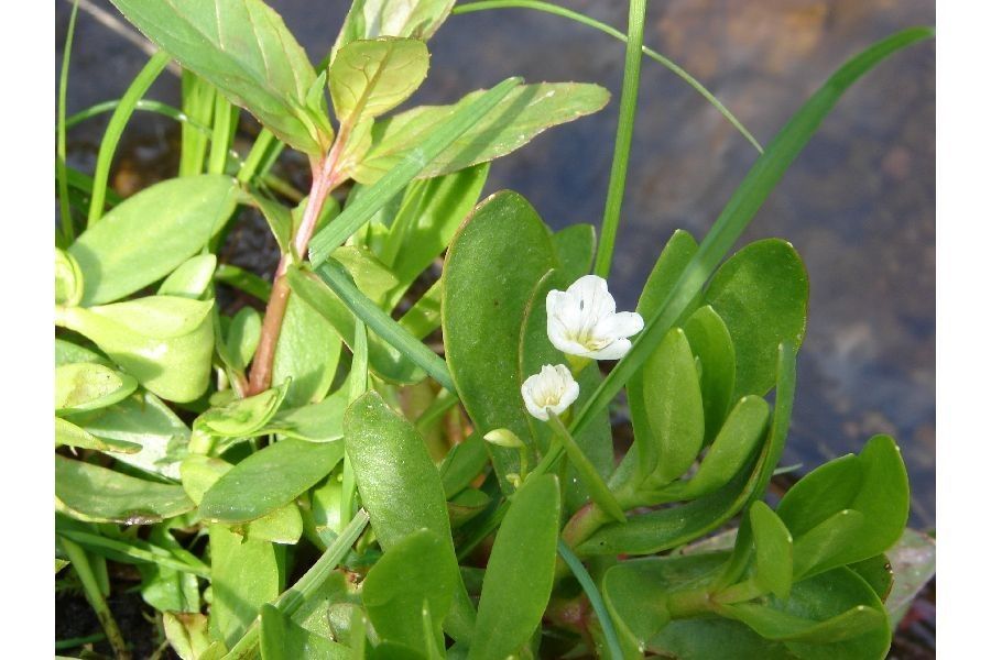 Montia chamissoi habit